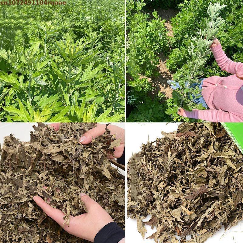 Mugwort superior de hoja seca  - Chamomile Tea reseña y precio
